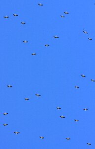 Stol birds sky photo