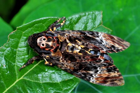 Cai long yu taiwan grimaces days moth
