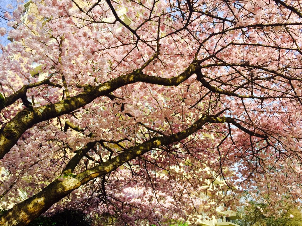Spring nature bloom