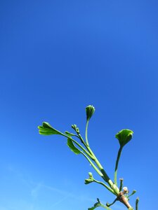 Ginko leaves nature