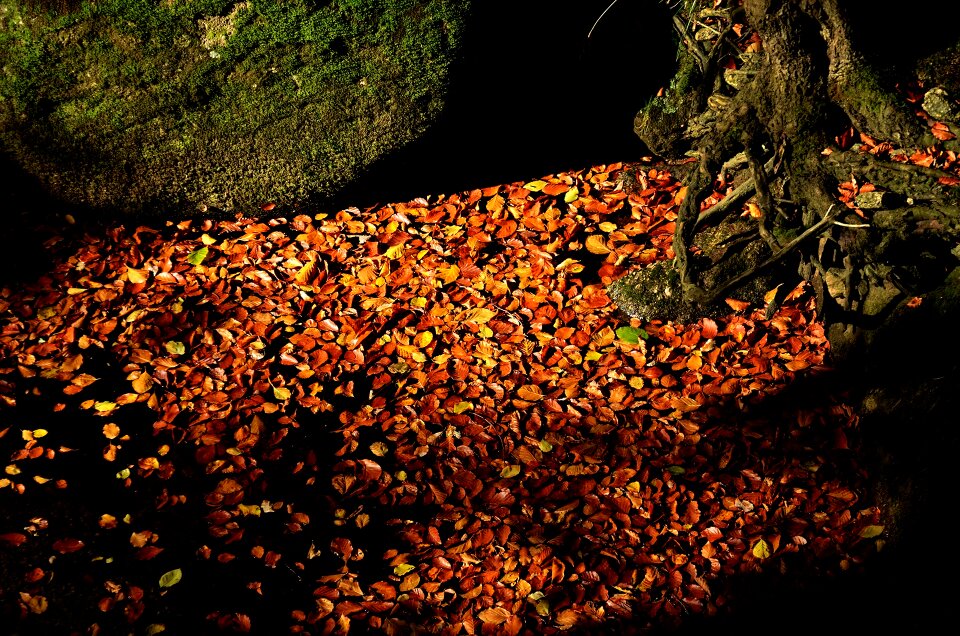 Autumn foliage nature