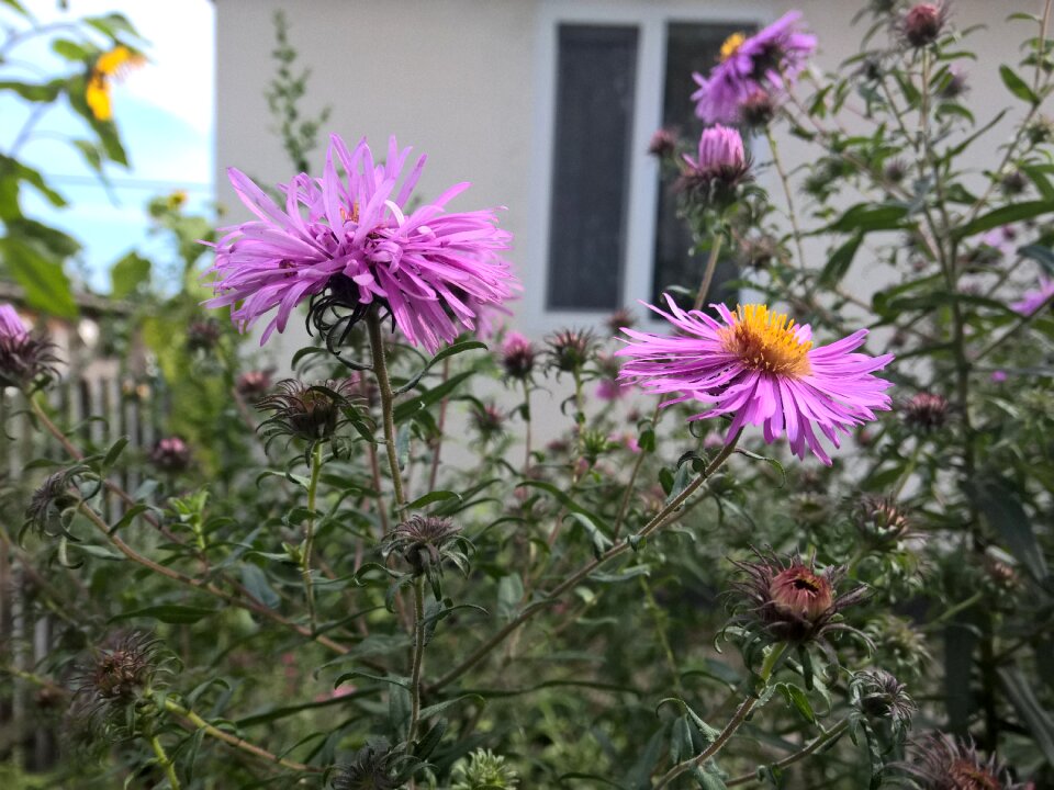 The house flowers birthplace photo