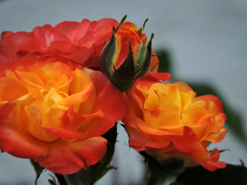 Blossom bloom rose blooms