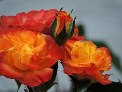Blossom bloom rose blooms