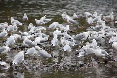 Devils lake outdoors nature photo