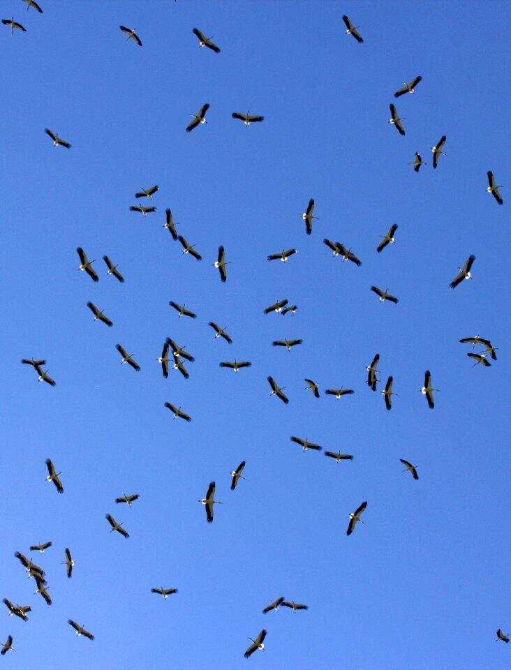 Stol birds sky