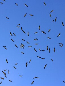 Stol birds sky
