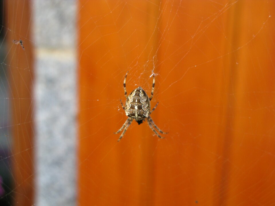 Spider aranéides canvas