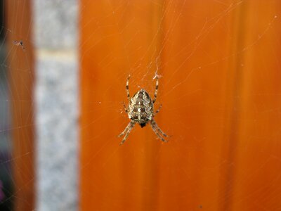 Spider aranéides canvas