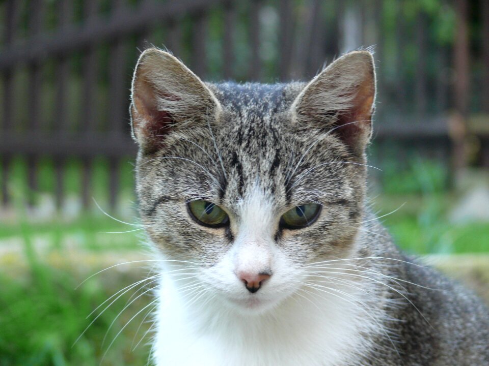 Kitten eyes kitty photo