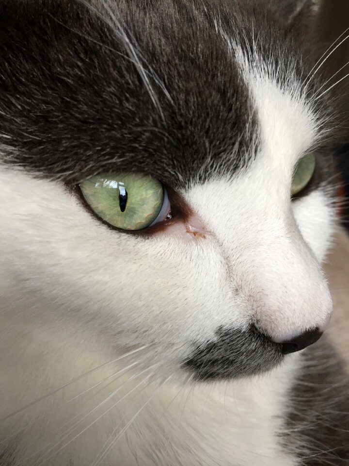 Cat green animal
