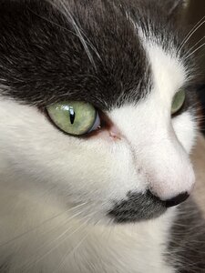 Cat green animal