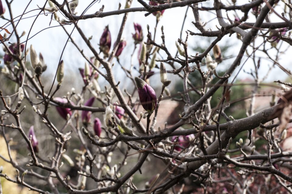 Magnolia branches nature flower buds photo