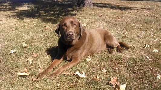 Dog brown dog fall photo