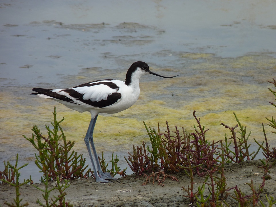 Avocet nature animals