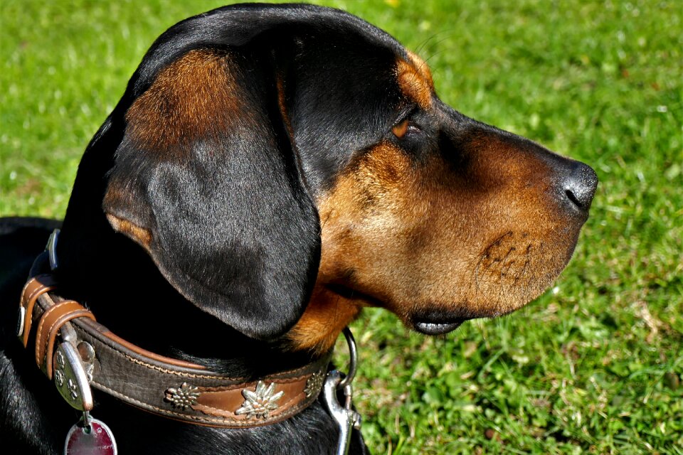 Welding dog race head