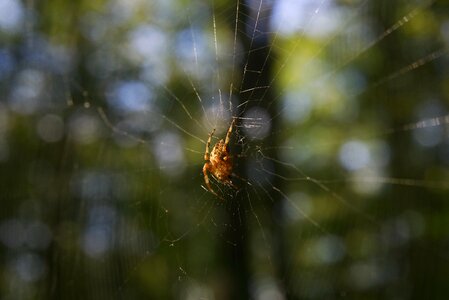 Spider web canvas nature photo