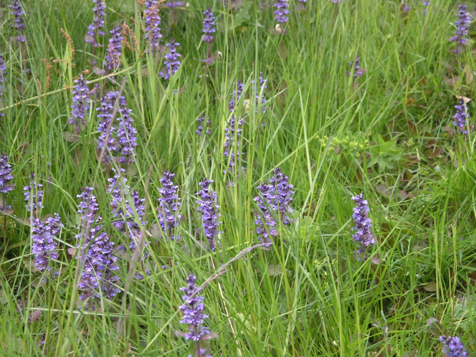 Natural plant beauty