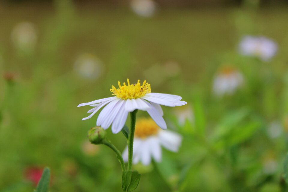 Daisy flowers bloom