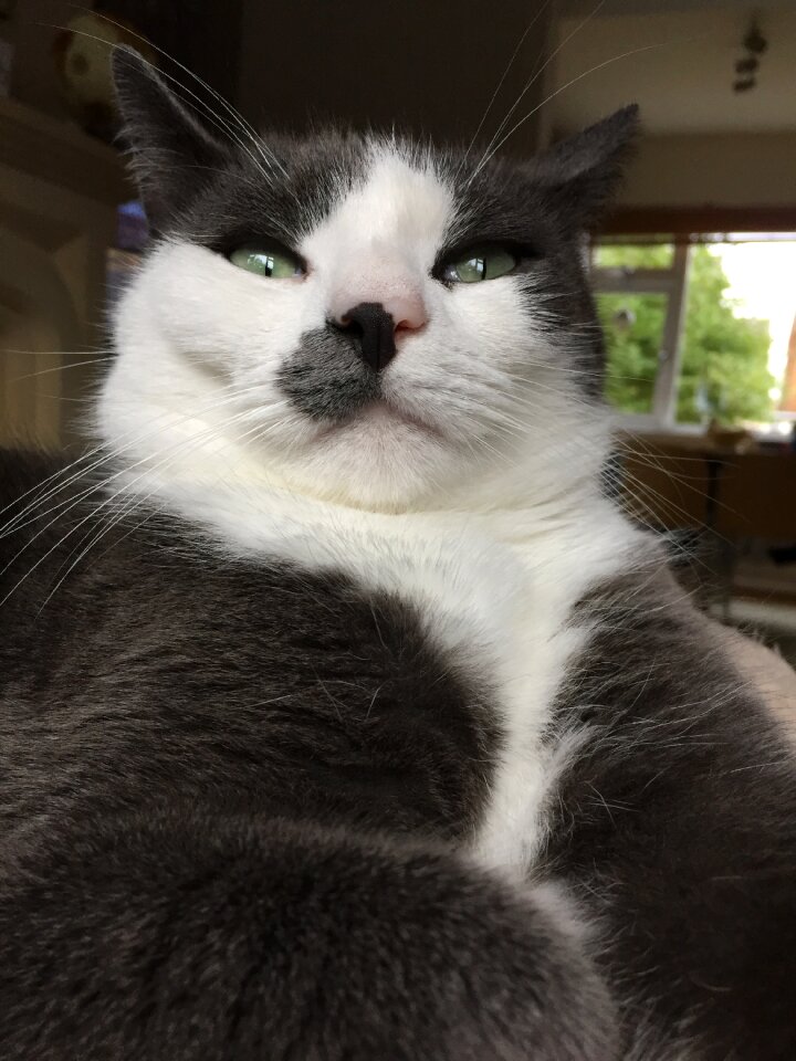 Cat animal pet