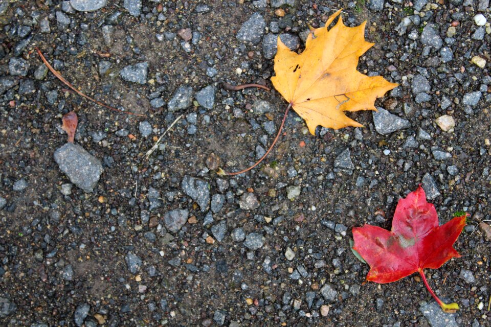 Fall foliage background stones