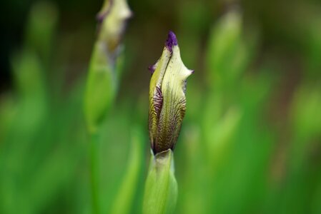 Botanical gardens budding macro