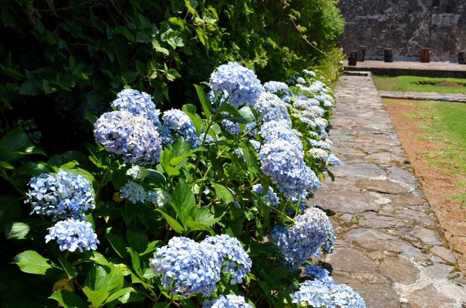 Nature garden blossom