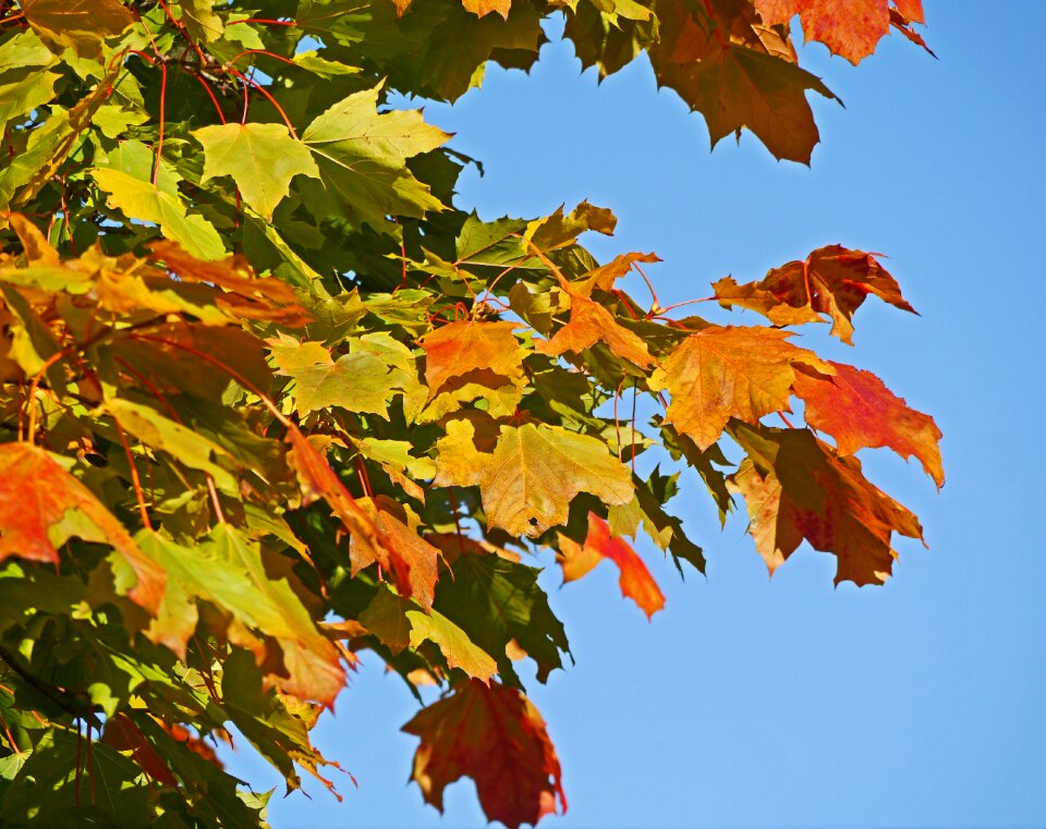 Leaves fall foliage green