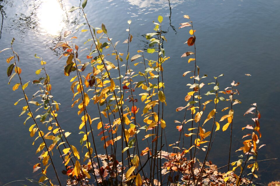 Autumn leaves water nature