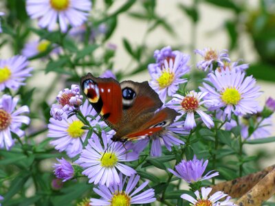 Butterfly flowers moth