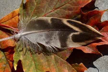 Autumn leaf fall color photo