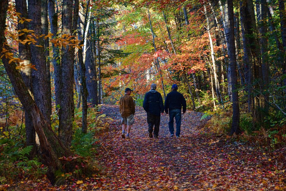 Fall leaves background season nature