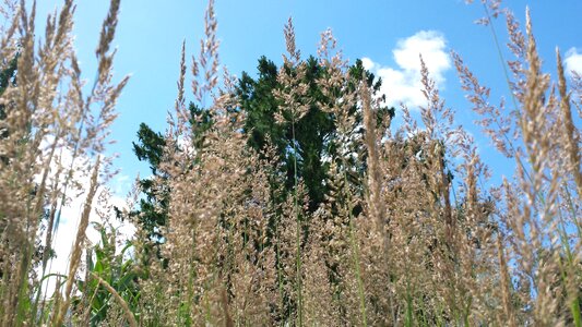 Meadow green plant photo