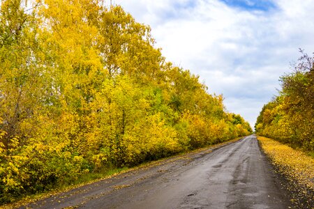 Forest landscape road