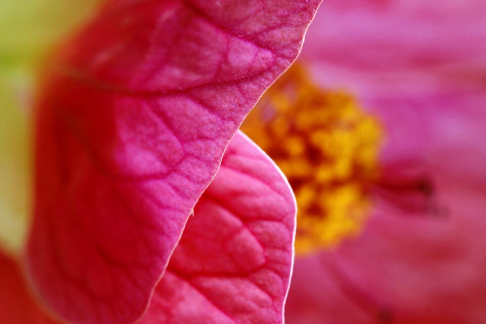 Stamen pollen stigma