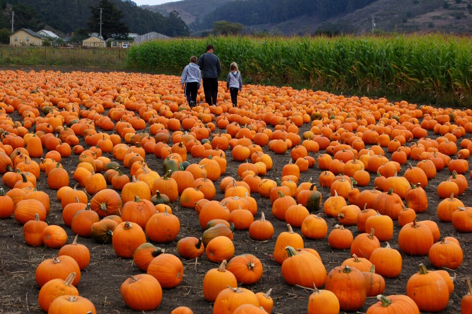 Patch halloween fall