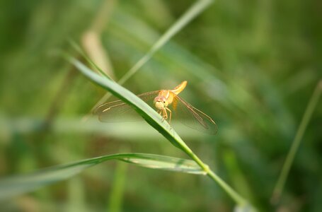 Odonate insecta arthropoda