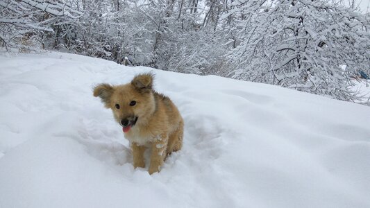 Snow nature dog photo