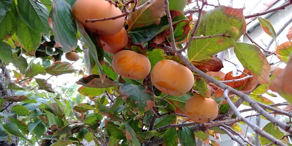 Orange season nature
