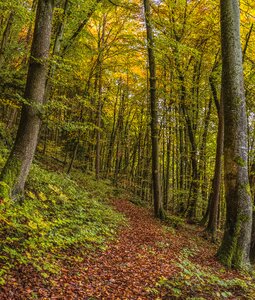 Autumn nature beautiful