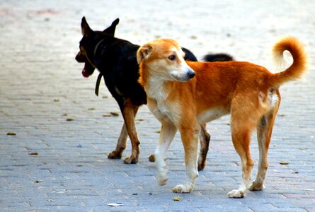 Stray dogs brown black