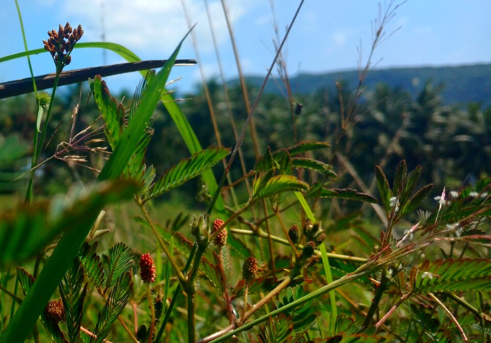 Plant grass