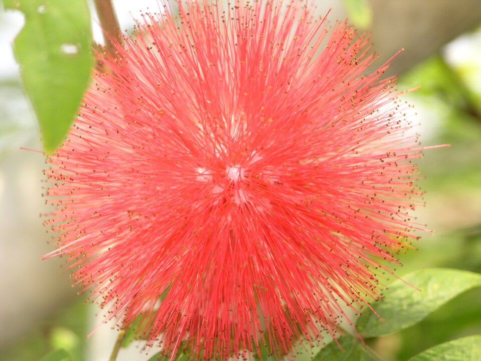 Natural plant grass