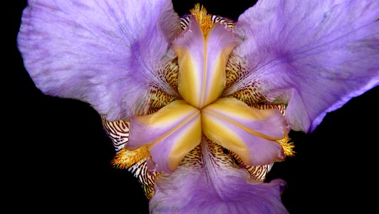 Macro plant garden
