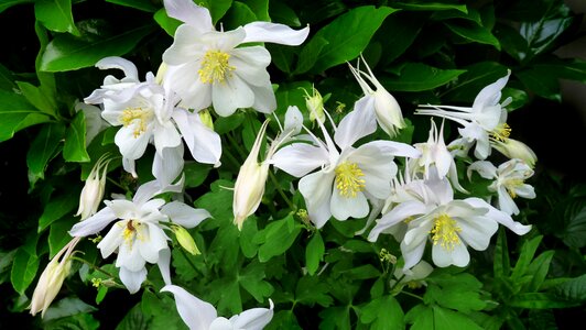 White columbine garden