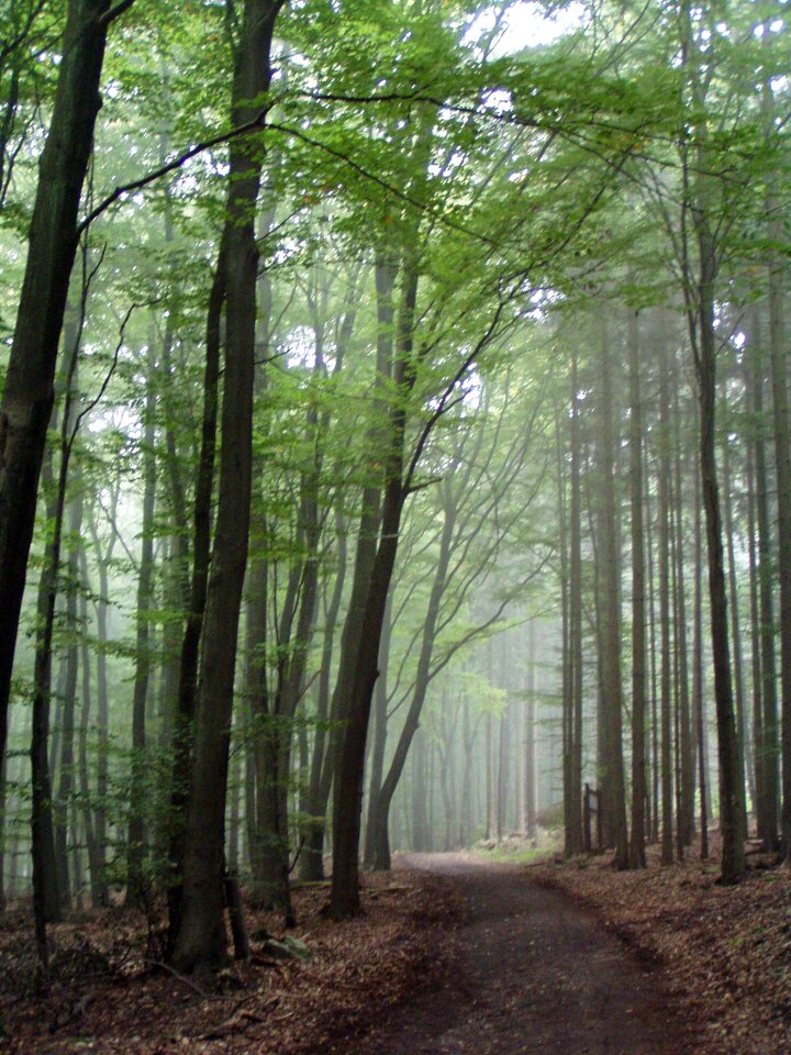 Away nature autumn