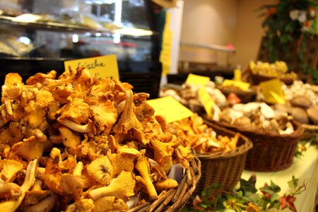 Edible yellow mushroom photo