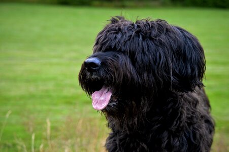 Dog briard tongue