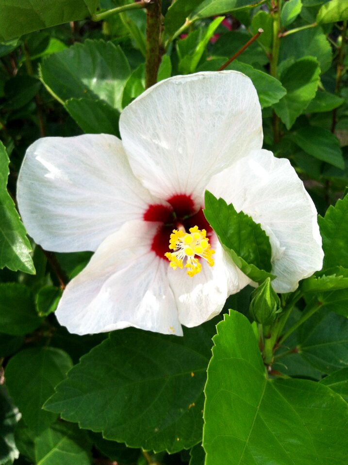 Floral summer blossom