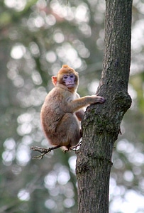 Primate mammal wild photo